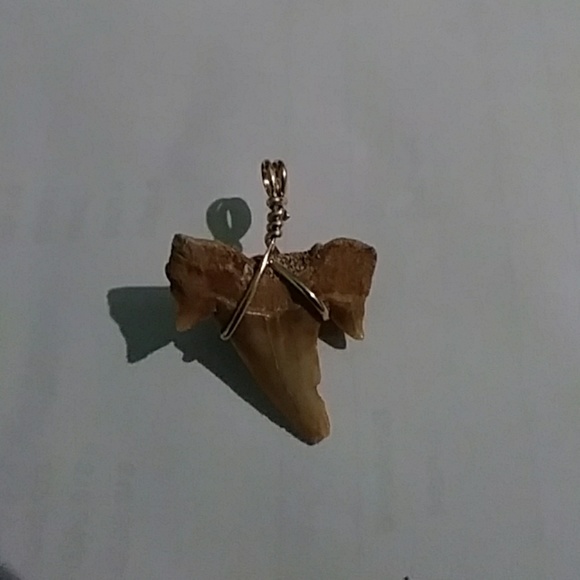 14k, Genuine Fossil Shark Tooth Pendant - Picture 3 of 4